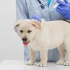 Как поднять собаке иммунитет и почему он ослабевает?