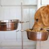 Mėsa – geriausias natūralus maistas šunims: kaip išsirinkti, su kuo duoti