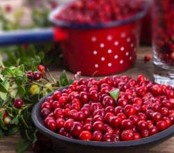 Lingonberry - المربى والمربى والشراب والكومبوت والهلام لفصل الشتاء: أفضل الوصفات