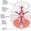 Blood supply to the brain Areas of blood supply to the brain