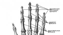 La struttura e le funzioni della mano umana
