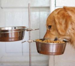 Mäso je najlepšie prirodzené krmivo pre psov: ako si vybrať a s čím ho podávať