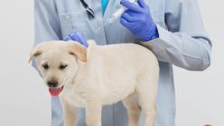 Как да повишим имунитета на кучето и защо той отслабва?