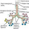 Embryonic histogenesis and organogenesis of the respiratory system