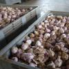 Come conservare l'aglio nell'olio vegetale - video