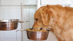 Мясо – лучший натуральный корм для собак: как выбрать, с чем давать