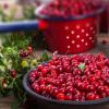 Lingonberries - reçel, reçel, shurup, komposto, pelte për dimër: recetat më të mira