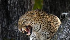 Leopard: tungkol saan ang panaginip?