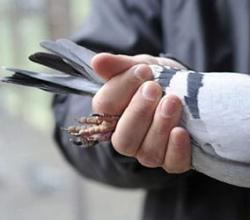 Ho sognato una colomba grigia.  Ho sognato uno stormo di piccioni.  Cosa significano le loro azioni?
