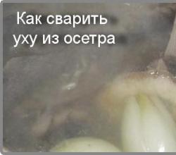 Spôsoby prípravy lahodnej polievky z jesetera