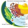 Ökaryotik ve prokaryotik hücreler: özellikleri, fonksiyonları ve yapısı